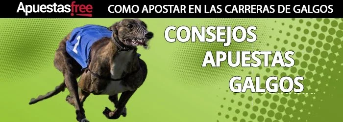 consejos-apuestas-de-galgos